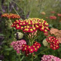 Разноцветный тысячелистник :: Галина Разноцветный тысячелистник :: Галина