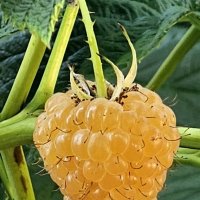 Ягодка малинка :: Михаил Свиденцов