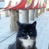 Про кошку, которая... :: Наталья Герасимова