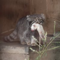 Манул Тимоша с добычей :: <<< Наташа >>>