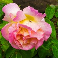 Роза с каплями дождя. :: Милешкин Владимир Алексеевич 