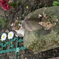 котэ :: Константин Сафронов