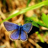 Июнь,..Бабочка голубянка на  листе травы! :: Владимир 