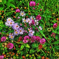 Июль...Соперничают в красоте с красным клевером! :: Владимир 