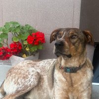 БАДИ :: Tata Wolf