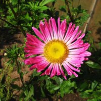 Астра зацвела :: Людмила Смородинская Астра зацвела :: Людмила Смородинская