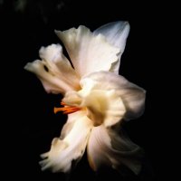 Лилия. :: Любимова Ольга 