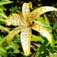 Лилия :: Рита Симонова