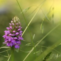 лесная орхидея :: Елена Kазак (selena1965)