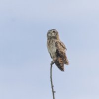 сова болотная. :: юрий макаров