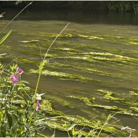 ******** :: Валерия Комова