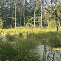 Лесное болото. :: Валерия Комова