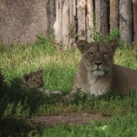 Фотограф, жди МЕНЯ :: Владимир Максимов