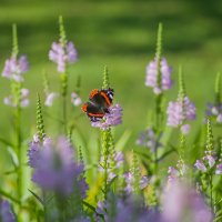 Летние зарисовки. :: Sergey (Apg)