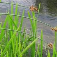 Усманка :: Елена Шаламова