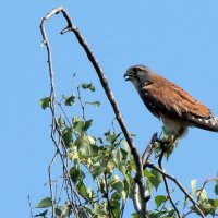 Пустельга. :: Владимир Безбородов