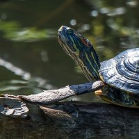 "Тортилла". :: Владимир Безбородов