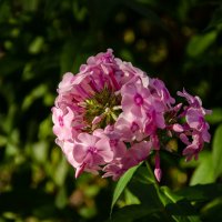 Флокс. :: Сергей Михайлов Флокс. :: Сергей Михайлов