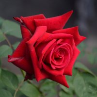 *** :: Надежда Куркина *** :: Надежда Куркина