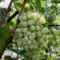 ...Будем   пить вино :: Николай 