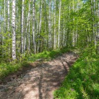 Березовая роща. :: Алексей Трухин