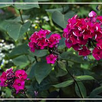 Фотозарисовка :: Владимир Кроливец Фотозарисовка :: Владимир Кроливец