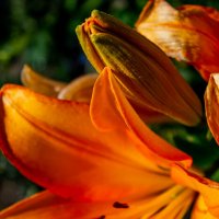 Тычинки, пестик :: Светлана SvetNika17