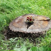 Всюду жизнь :: victor Lion