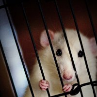 Скромняшка :: Тамара Вебер