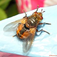 Из жизни ежемуха.... :: Андрей Заломленков