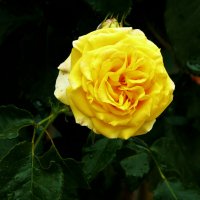 Жёлтая  роза :: Валентин Семчишин