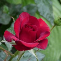 Бархатная роза :: Валентин Семчишин Бархатная роза :: Валентин Семчишин