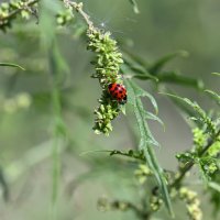 Божья коровка :: Ольга 