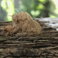 Старая одежка :: Pippa 