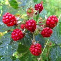 Поспевающая ежевика :: Андрей Снегерёв Поспевающая ежевика :: Андрей Снегерёв