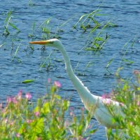 большая белая цапля :: gawrilа - dan