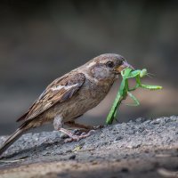 Славная добыча :: Александр К.