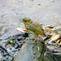 Молодая зарянка. :: Александр Чеботарь Молодая зарянка. :: Александр Чеботарь