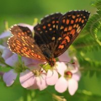 *** :: Владилен Панченко