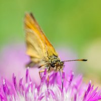 Бабочка :: Alex Bush