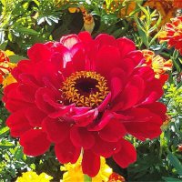 Красочное  лето! :: Нина Андронова