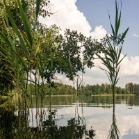 Симметрия :: sorovey Sol