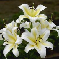 Лилии :: Борис Устюжанин