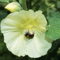 Мохнатый шмель — на душистый хмель :: Леонид leo Мохнатый шмель — на душистый хмель :: Леонид leo