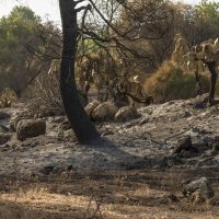 И кактусы бывает плачут... :: Иван К