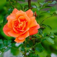 О красоте цветов. :: Милешкин Владимир Алексеевич 