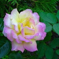 О красоте цветов. :: Милешкин Владимир Алексеевич 