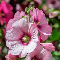 *** :: Виктор Иванович Чернюк *** :: Виктор Иванович Чернюк