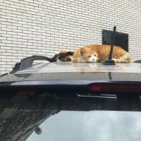 домашние / бездомные :: zavitok * домашние / бездомные :: zavitok *