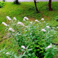 Вербейник :: Ольга Довженко Вербейник :: Ольга Довженко